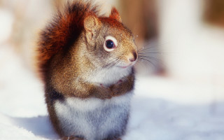 Squirrel red tail surprised snow - a red tail free wallpaper