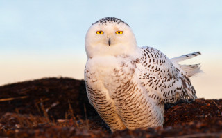 Snowy owl dirt grass blue - a blue sky in the background free wallpaper for desktop