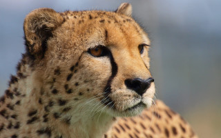 Cheetah shiba inu furry jigsaw - a blurry background of trees and bushes free wallpaper