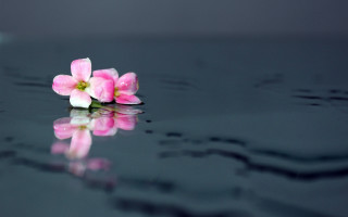 Pink flower black surface water - a black surface free wallpaper