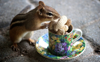 Squirrel cup stuffed animal saucer - a squirrel free wallpaper