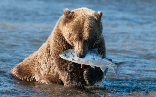 Bear fish water ecological wildlife - a fish free wallpaper