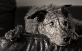 Dog couch leather black and - his head on free wallpaper