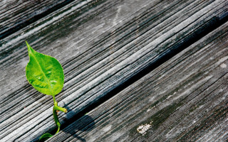Small green plant wooden bench - depth of field free wallpaper