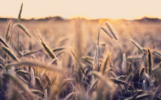 Wheat field sunset blurry tilt - heavy free wallpaper
