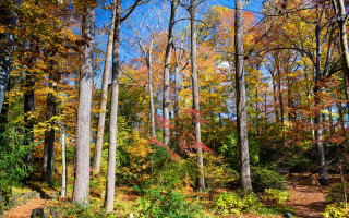 Autumn forest bench leaves impressionist - forest free wallpaper