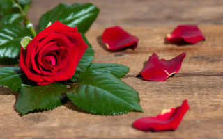 Red rose wooden table petals - a still life free wallpaper