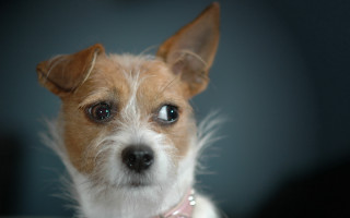 Shiba inu pink collar serious - a pink collar free wallpaper