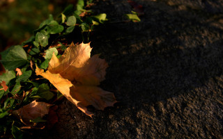 Leaf sunlight rock wall autumn - andy goldsworthy free wallpaper