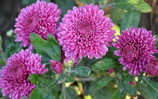 Purple flower garden macro blurry - a blurry background of leaves free wallpaper