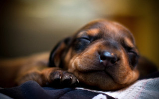 Small dog sleeping blanket couch - a small dog free wallpaper