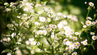 White flowers green leaves blurry 5 - a blurry image of the flowers free wallpaper
