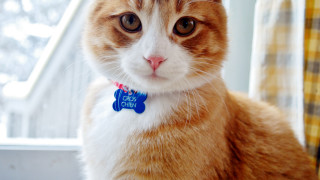 Cat collar tag window yellow - collar free wallpaper