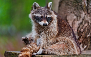 Raccoon tree trunk blurry photorealistic - a raccoon free wallpaper