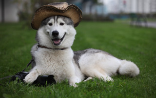 Husky cowboy hat camera dog - a husky dog free wallpaper