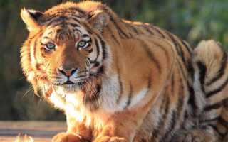 Tiger sitting sun wooden floor - a tiger free wallpaper