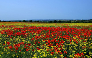 Flower field autumn vibrant colours - impressionist free wallpaper