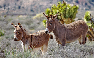 Donkeys field trees mountain nature - incoherent free wallpaper