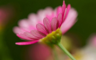 Pink flower green stem blurry 4 - a pink flower free wallpaper for desktop