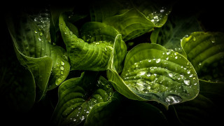 Green plant water droplets macro 28 - a green plant free wallpaper