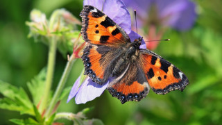 Butterfly purple flower field macro - art free wallpaper for desktop