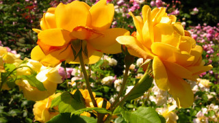 Yellow flowers garden pink white - rose free wallpaper
