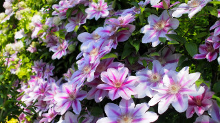 Sunny flower bush flowers puzzle - synchromism free wallpaper