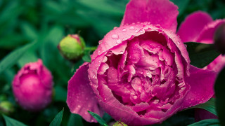 Pink flower water droplets green 6 - petal free wallpaper