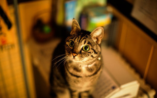 Cat bokeh blurry background tilt - a desk free wallpaper