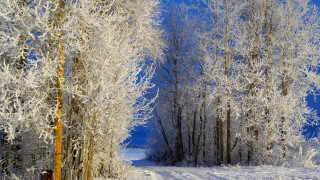 Snowy path forest frosted trees - a forest free wallpaper