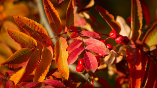 Tree red leaves berries green - a close up of a tree free wallpaper