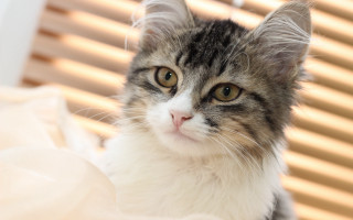 Cat blinds window closeup photorealistic - a photocopy free wallpaper