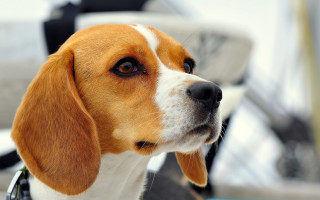 Shiba inu dog collar looking - dof free wallpaper