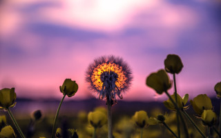 Dandelion purple sky clouds sunset - a purple sky in the background free wallpaper