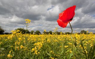 Red flower yellow field cloudy - single free wallpaper