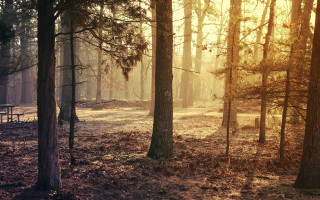 Forest bench foggy sky urban - a foggy sky free wallpaper
