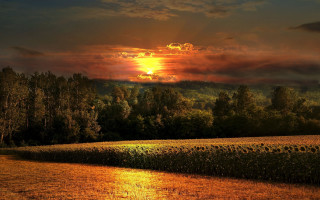 Sunflowers sunset clouds river landscape - the background and a river free wallpaper