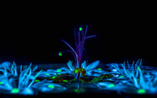 Glowing plants bioluminescence dark night - the dark night sky free wallpaper