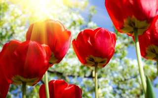 Red flowers sunshine bokeh background - the sun free wallpaper for desktop
