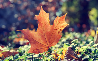 Leaf grass autumn blurry bokeh - a single leaf free wallpaper