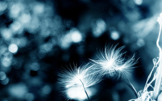 Dandelion macro blackwhite trees moon - a blurry background of trees and grass free wallpaper