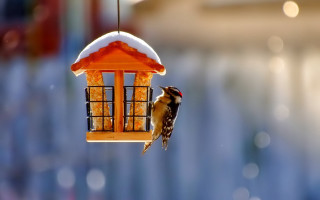 Bird feeder birds ecological art - side and a bird free wallpaper