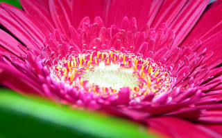 Pink flower green leaves yellow 5 - elizabeth murray free wallpaper