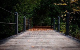 Wooden walkway forest path tilt - a wooden walkway free wallpaper
