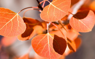 Branch leaves autumn cloisonnism macro - cloisonnism free wallpaper