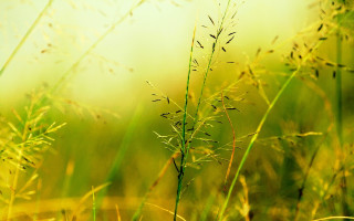 Closeup plant blurry background nature - a close up of a plant free wallpaper