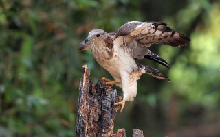 Bird perched wings spread woods - the wood free wallpaper