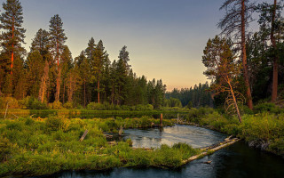 River forest sunset nature bush - sunset free wallpaper