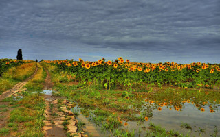 Sunflower field cloudy sky river - impressionist free wallpaper