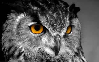 Owl yellow eyes black white 2 - a close up of an owl free wallpaper